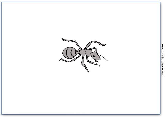 ant – Blank – colour & write flashcard