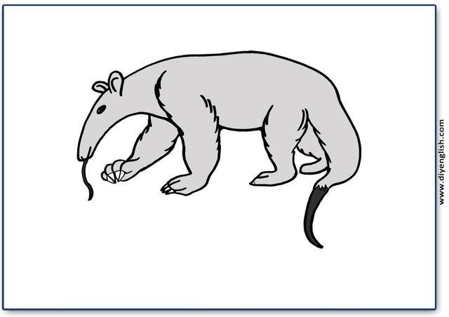 anteater – Blank – colour & write flashcard