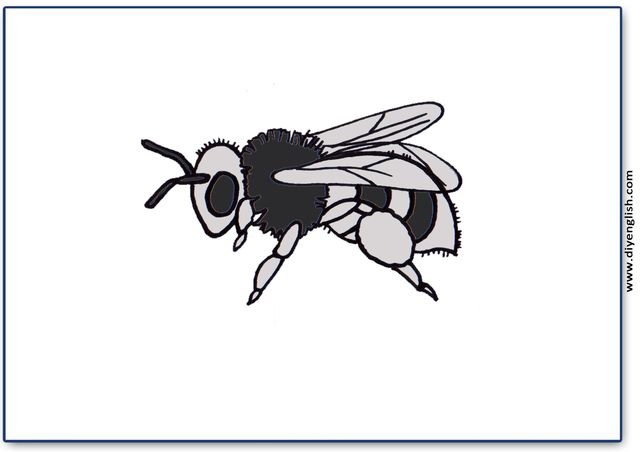 bee – Blank – colour & write flashcard