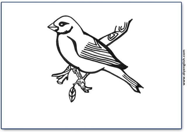 bird – Blank – colour & write flashcard