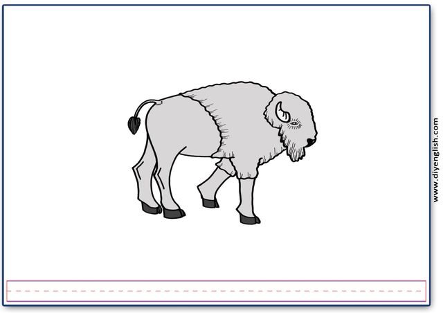bison – Blank – colour & write flashcard