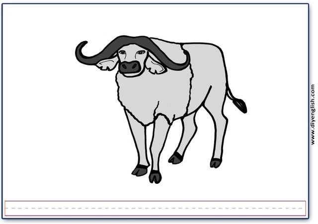 buffalo – Blank – colour & write flashcard