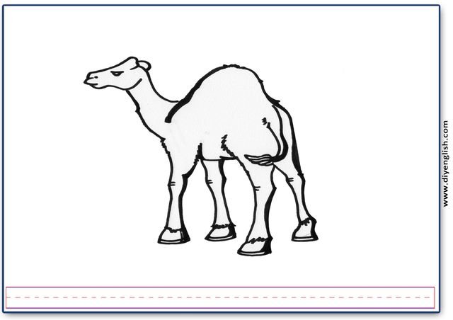 camel – Blank – colour & write flashcard