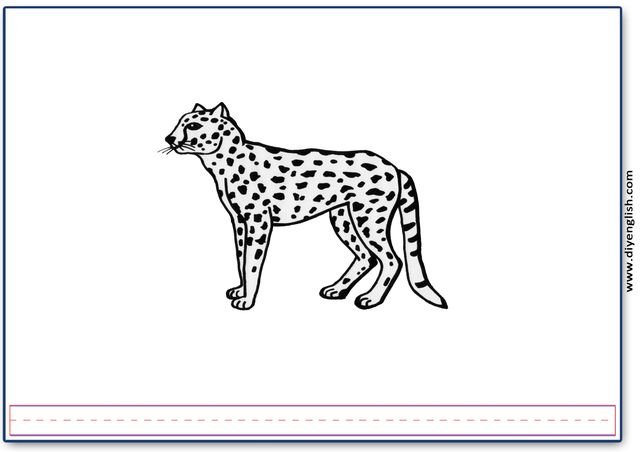 cheetah – Blank – colour & write flashcard