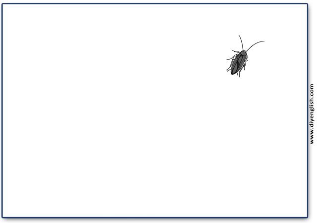 cockroach – Blank – colour & write flashcard