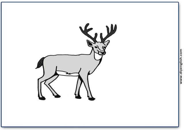 deer – Blank – colour & write flashcard