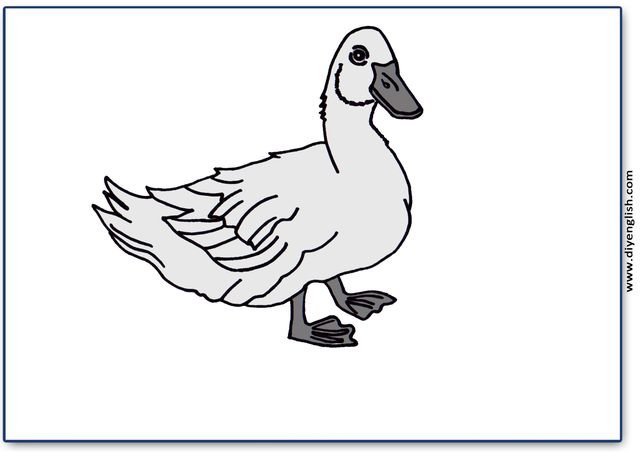 duck – Blank – colour & write flashcard