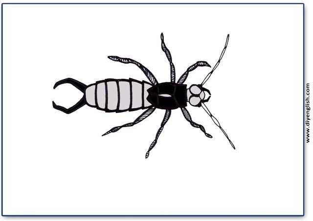 earwig – Blank – colour & write flashcard