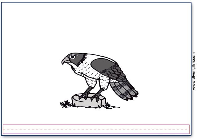falcon – Blank – colour & write flashcard