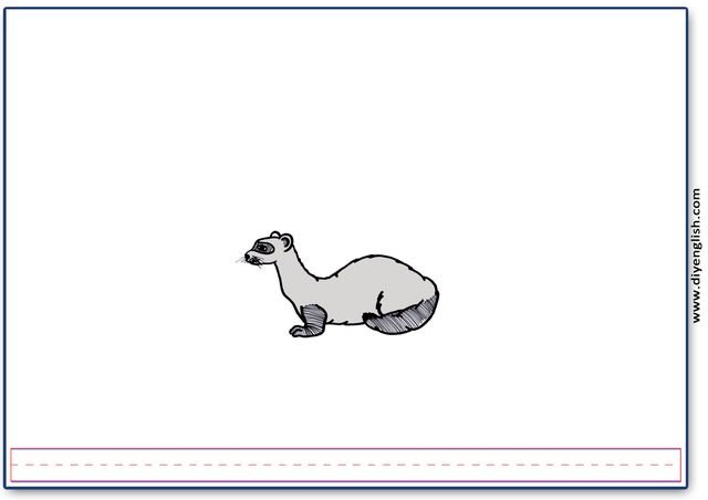 ferret – Blank – colour & write flashcard