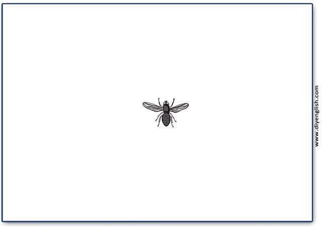 fly – Blank – colour & write flashcard