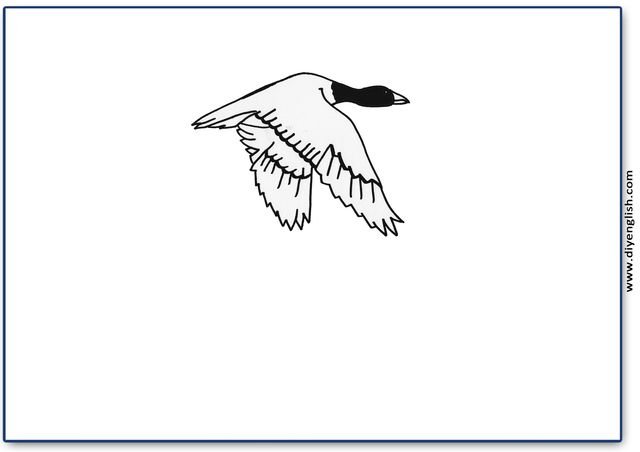 goose – Blank – colour & write flashcard