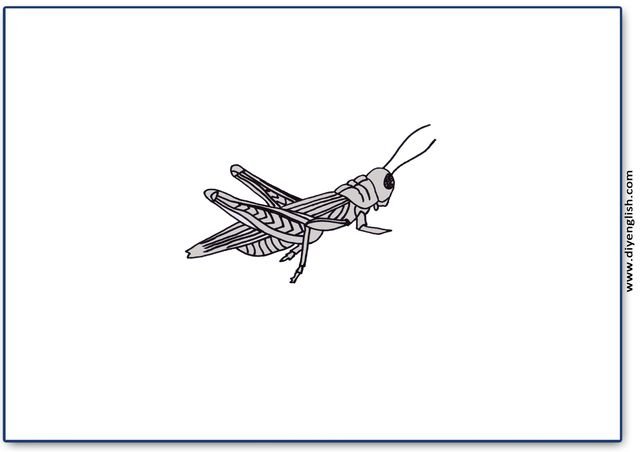 grasshopper – Blank – colour & write flashcard