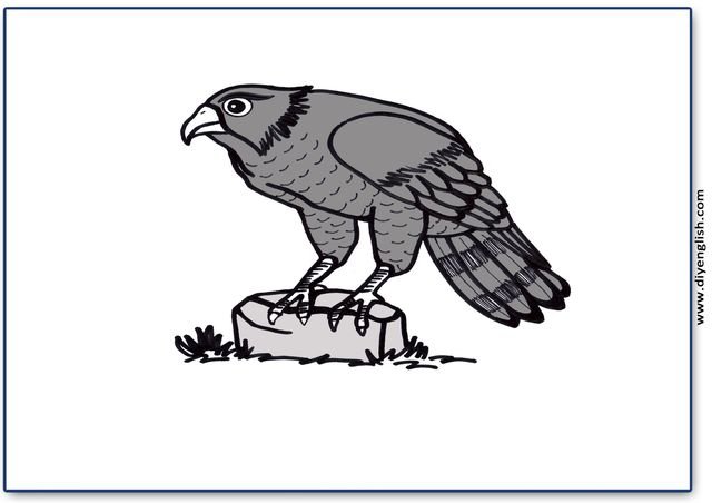 hawk – Blank – colour & write flashcard
