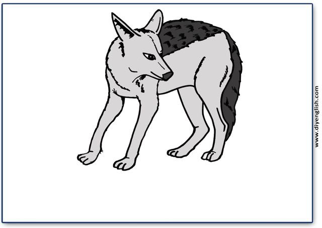 jackal – Blank – colour & write flashcard