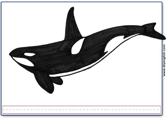 killer whale – Blank – colour & write flashcard