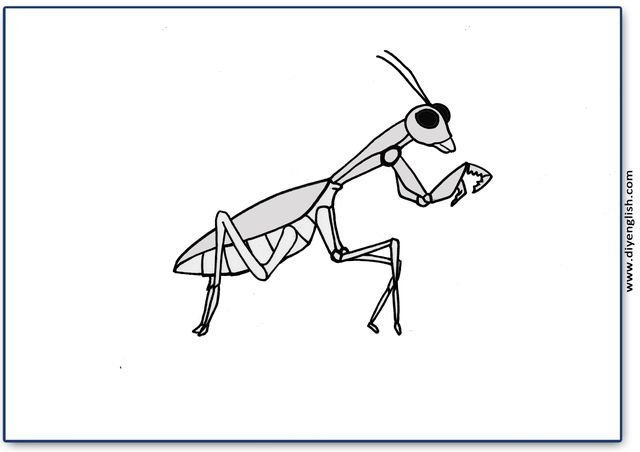 mantis – Blank – colour & write flashcard