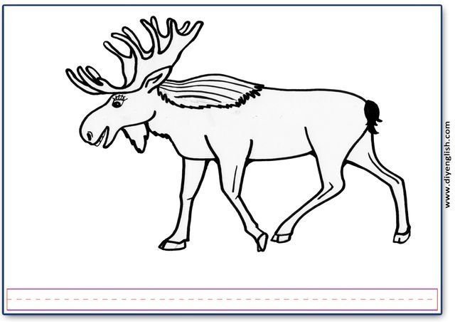 moose – Blank – colour & write flashcard