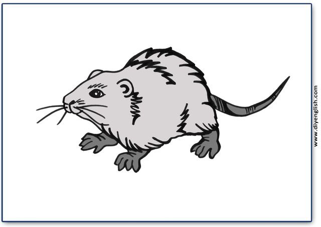 rat – Blank – colour & write flashcard