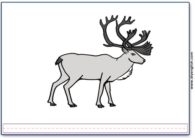 reindeer / caribou – Blank – colour & write flashcard