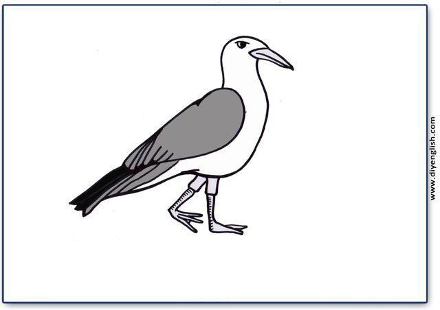 seagull – Blank – colour & write flashcard