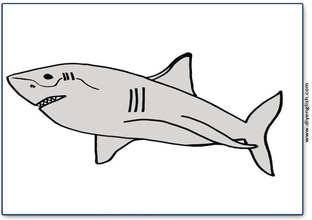 shark – Blank – colour & write flashcard
