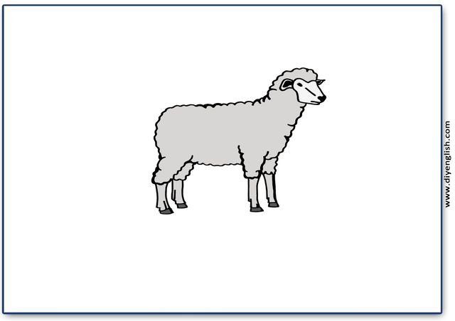 sheep – Blank – colour & write flashcard