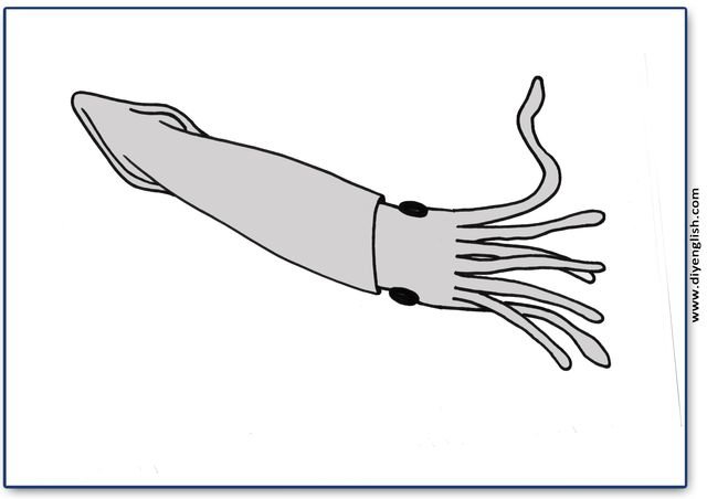 squid – Blank – colour & write flashcard