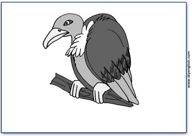 vulture – Blank – colour & write flashcard