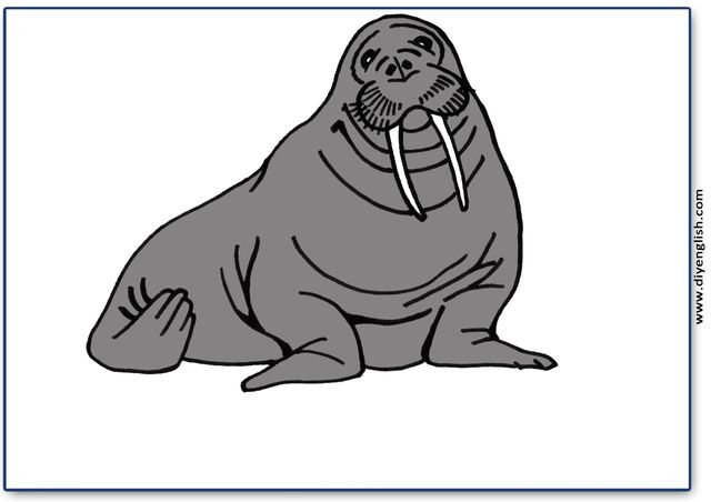 walrus – Blank – colour & write flashcard