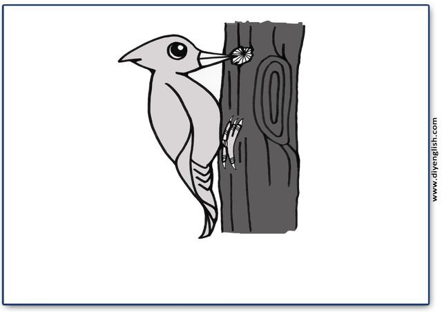 woodpecker – Blank – colour & write flashcard