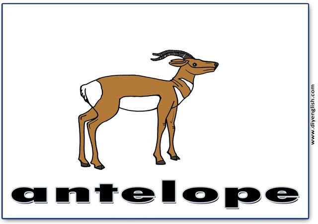 antelope – Colour word flashcard