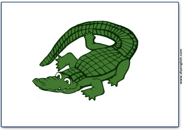 alligator – Colour blank flashcard