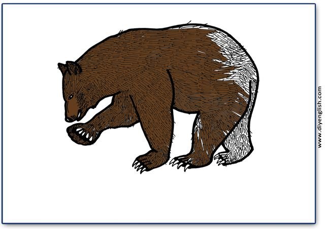 bear – Colour blank flashcard