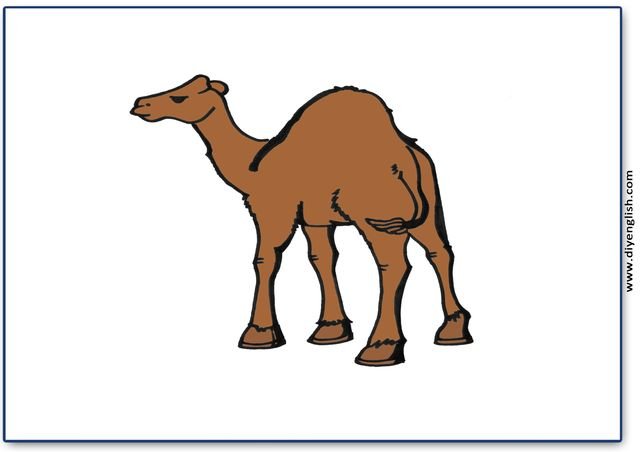 camel – Colour blank flashcard
