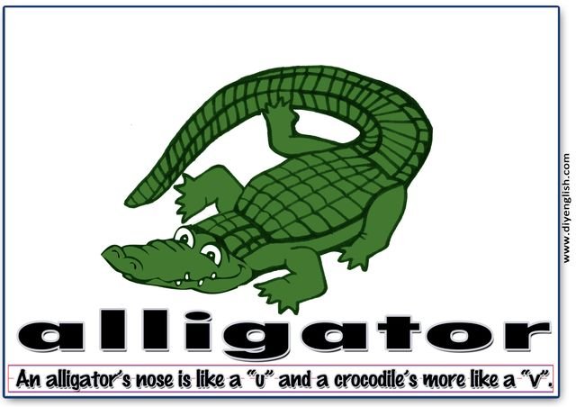alligator – Colour word & sentence flashcard