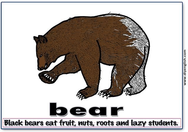 bear – Colour word & sentence flashcard