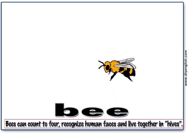 bee – Colour word & sentence flashcard