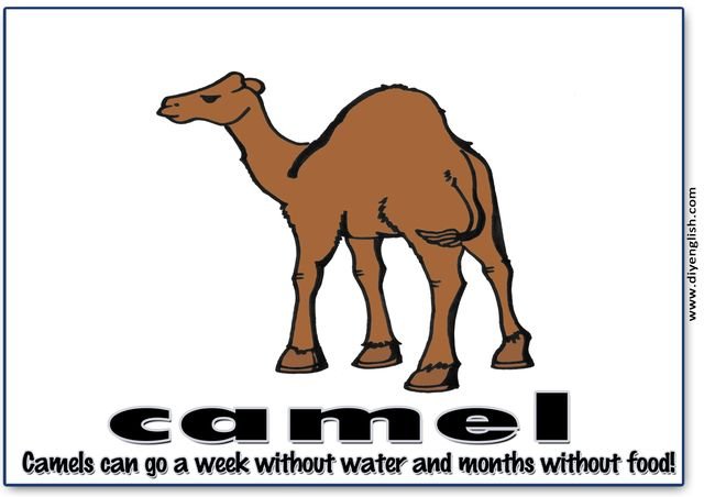 camel – Colour word & sentence flashcard