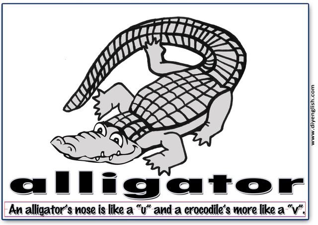 alligator – Word & fun-fact sentence flashcard