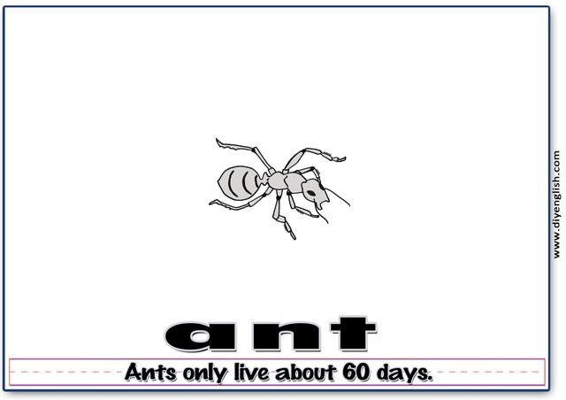 ant – Word & fun-fact sentence flashcard