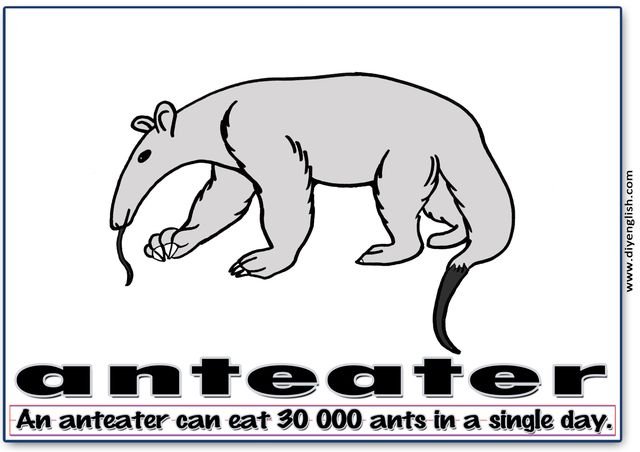 anteater – Word & fun-fact sentence flashcard