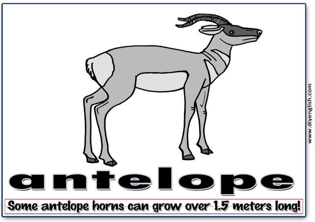 antelope – Word & fun-fact sentence flashcard