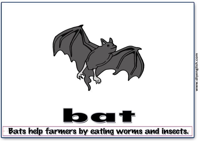 bat – Word & fun-fact sentence flashcard