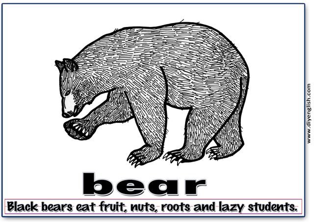 bear – Word & fun-fact sentence flashcard