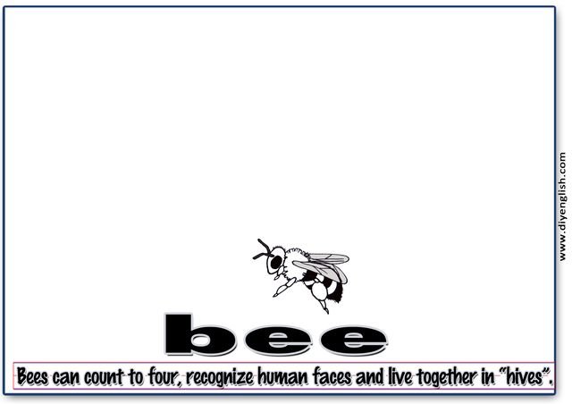 bee – Word & fun-fact sentence flashcard