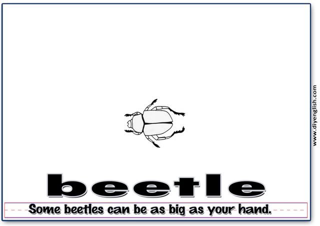 beetle – Word & fun-fact sentence flashcard