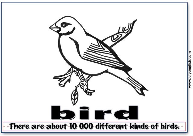 bird – Word & fun-fact sentence flashcard