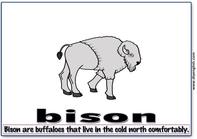 bison – Word & fun-fact sentence flashcard