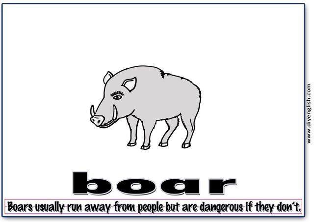 boar – Word & fun-fact sentence flashcard